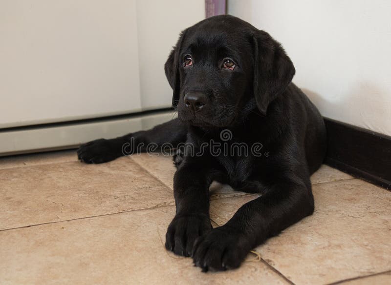 Two Month Old Black Labrador Puppy Lies in Corner of Room. the Puppy Stretched Its Front Paws and Looks Stock Photo - Image of puppy, corner: 192662434 Two Month Old Black Labrador Puppy Lies In Corner Of Room. The Puppy Stretched Its Front Paws And Looks Stock Photo - Image Of Puppy, Corner: 192662434