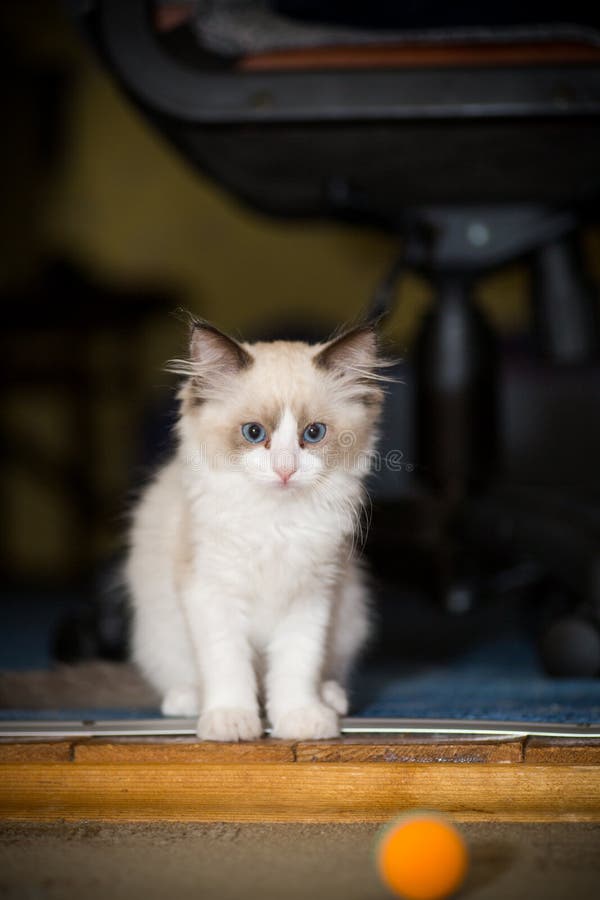 Two month old Ragdoll kitten at home