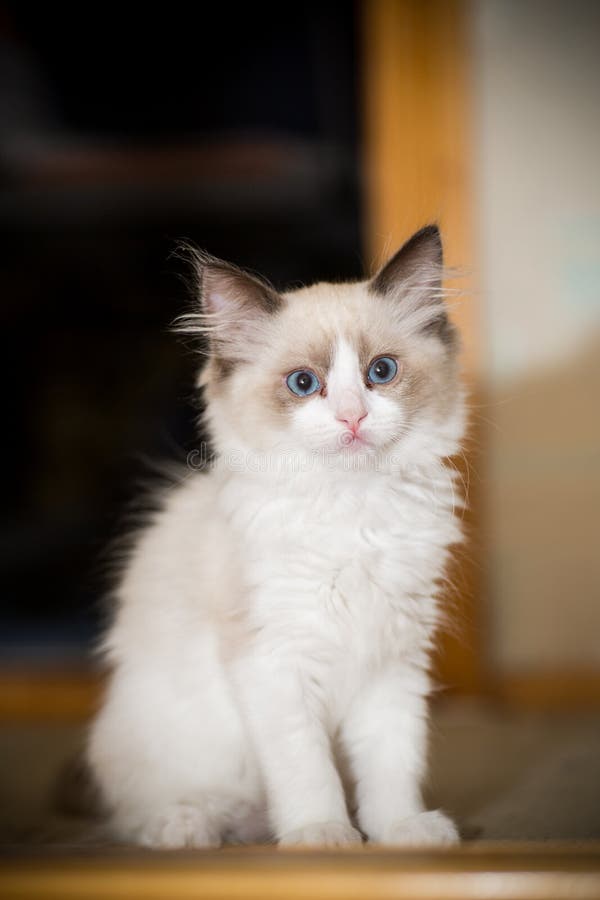 Two month old Ragdoll kitten at home