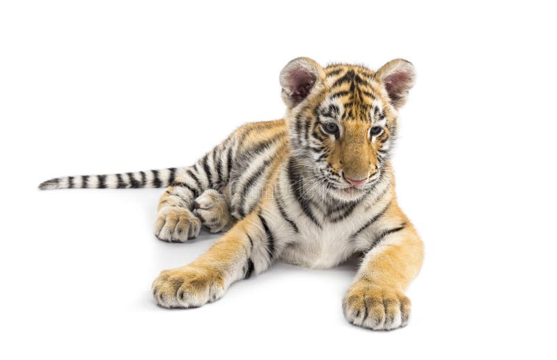 Two months old tiger cub lying against white background