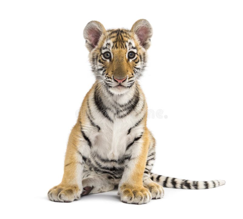 Two months old tiger cub sitting against white background