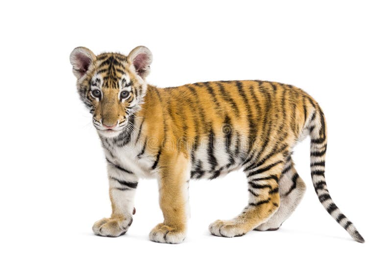 Two months old tiger cub standing against white background