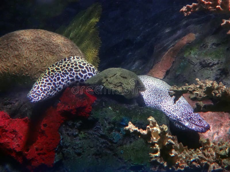 Two Moray Eels in an Enclosure in an Aquarium Stock Photo Image of