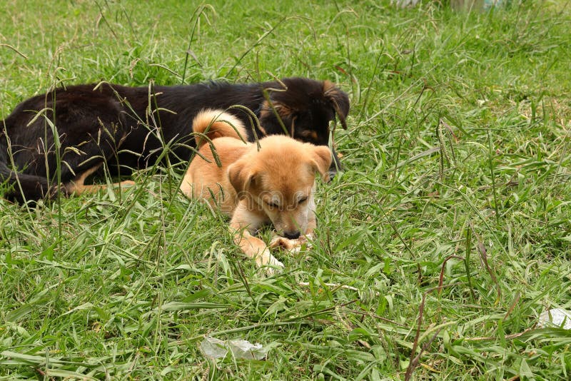 132 Sikkim Animals Stock Photos - Free & Royalty-Free Stock Photos from Dreamstime 132 Sikkim Animals Stock Photos - Free & Royalty-Free Stock Photos from Dreamstime