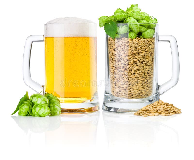 Mug for Beer Full of Barley and Hops on White Stock Image Image of