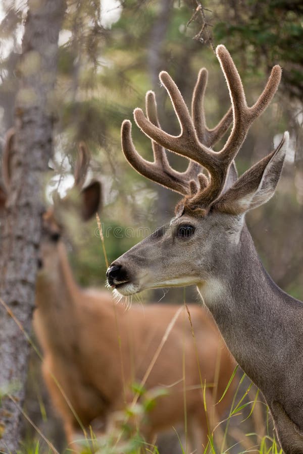 Two Mule Deer Bucks with Velvet Antlers Stock Photo Image of horns