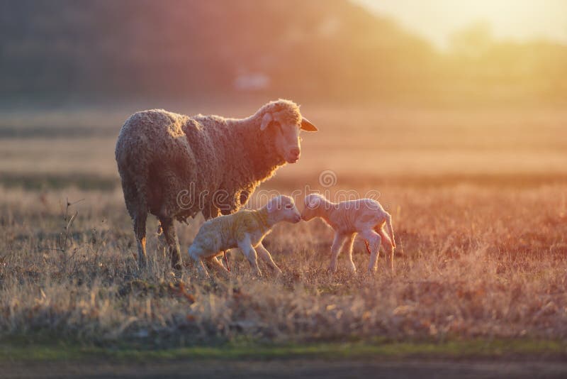 Two Newborn Lambs and Sheep on Field in Warm Sunset Light Stock Photo