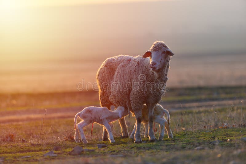 Two Newborn Lambs and Sheep on Field in Warm Sunset Light Stock Photo
