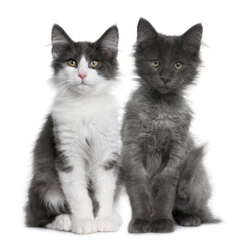Two Norwegian Forest Cat Kitten (4 Months Old) Stock Photo ...