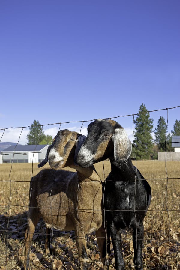 Nubian Goats Running in a Field Stock Photo Image of cute, nubian