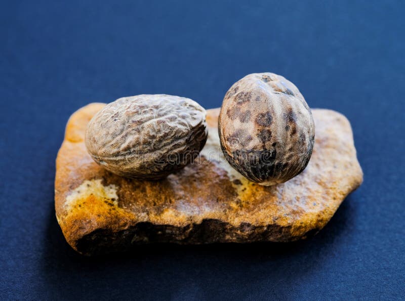 Little Nutmegs Stock Photos Free & RoyaltyFree Stock Photos from