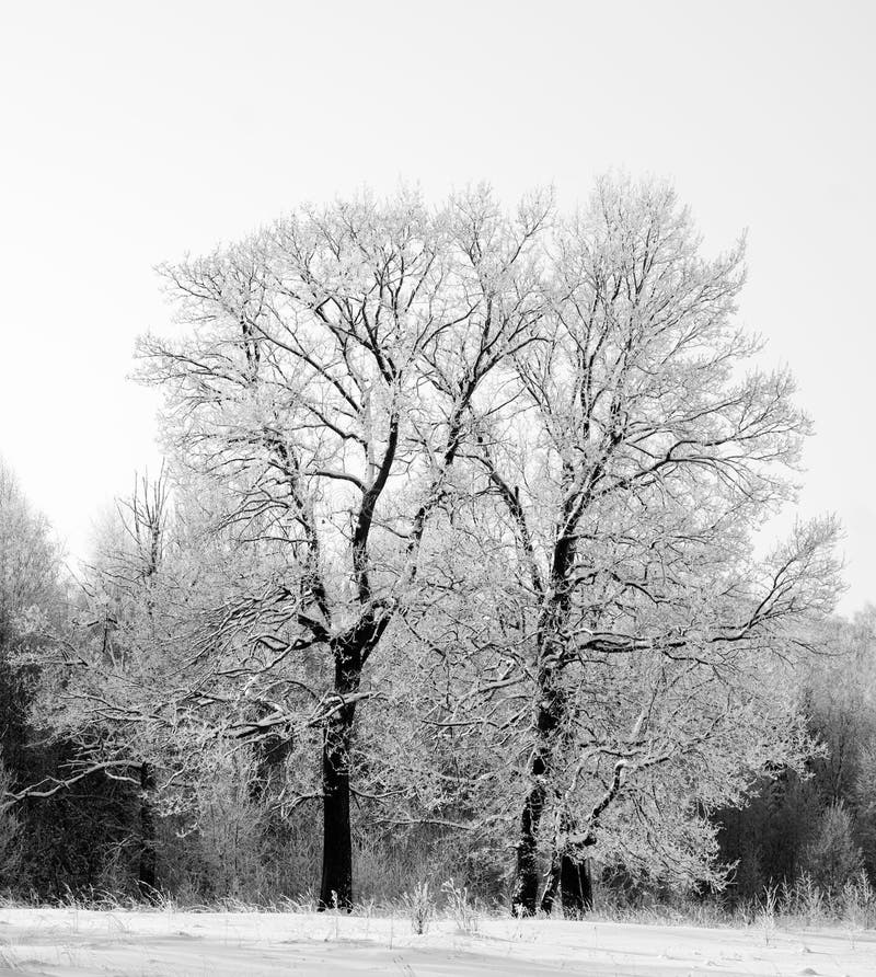 Two oaks in snow black and white