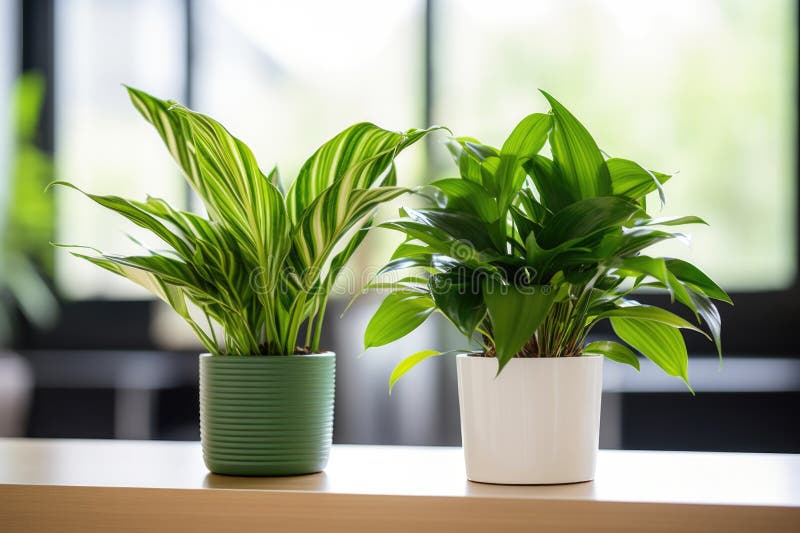 Two Office Plants Touching Leaves in a Workspace Stock Image Image of