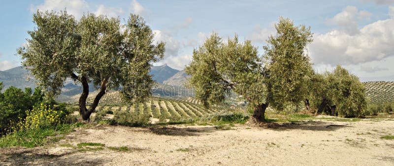 Two olive trees