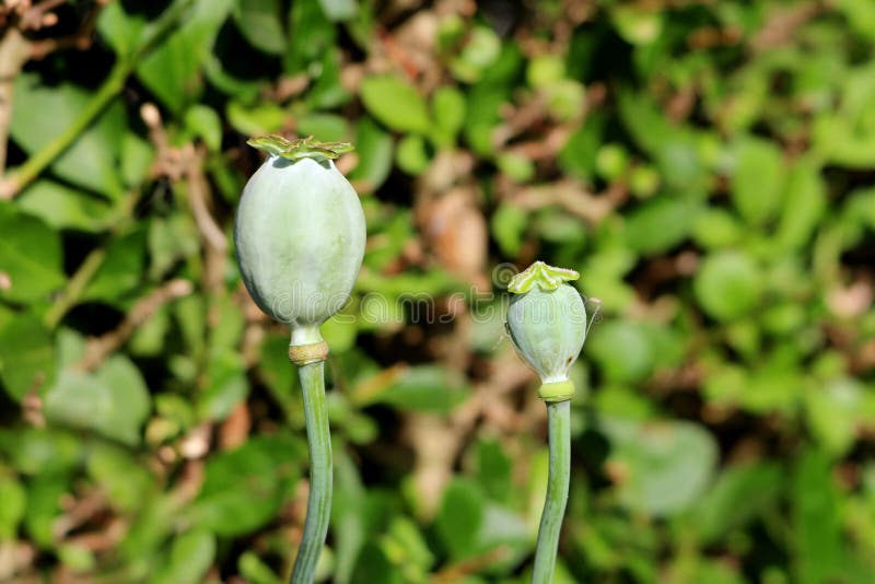 [Image: two-opium-poppy-papaver-somniferum-annua...709648.jpg]