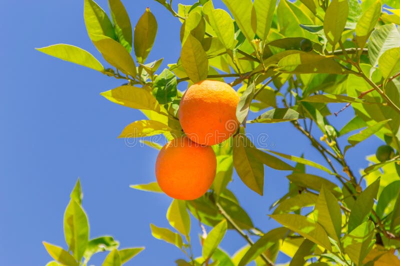 Two orange fruit on the tree.
