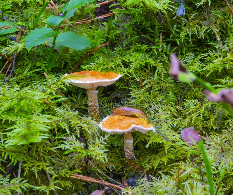 Two Orange Mushrooms in Moss Stock Photo Image of brown, nature