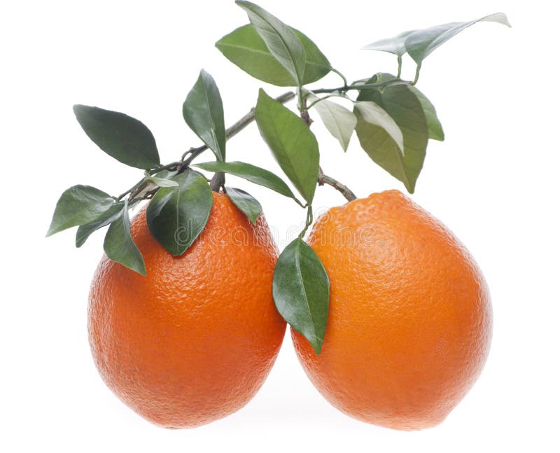 Two oranges stock photo. Image of food, over, nutritious 15658290