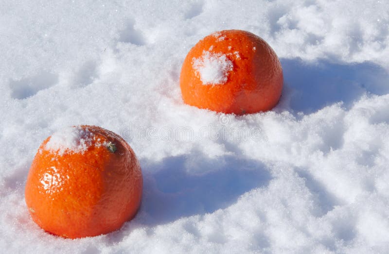 Two oranges in the snow stock photo. Image of orange 37969112