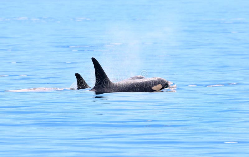 Two Orca Killer whales blowing and swimming in Ocean, Victoria, Canada stock photography Two Orca Killer whales blowing and swimming in Ocean, Victoria, Canada stock photography