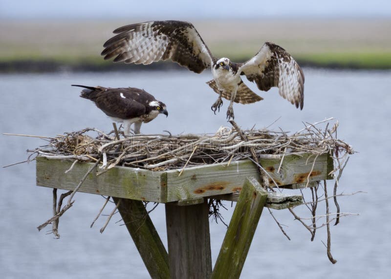 Two osprey in a nest, Edwin B. Forsythe National Wildlife Refuge