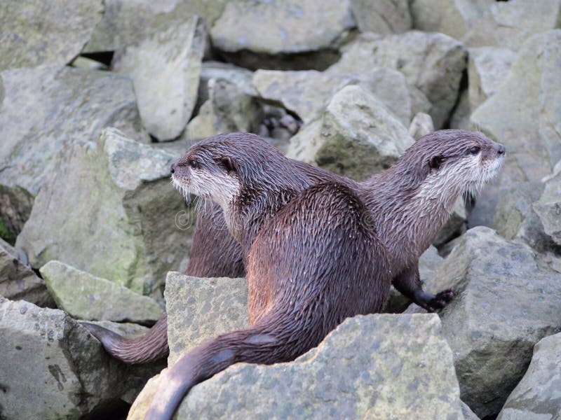 Otters on Rocks by the Water, Aquatic Animals, River Animals, Inhabitants  of the Stream and Mountain Streams, Wet Shiny Fur Stock Photo - Image of  furry, british: 200566818