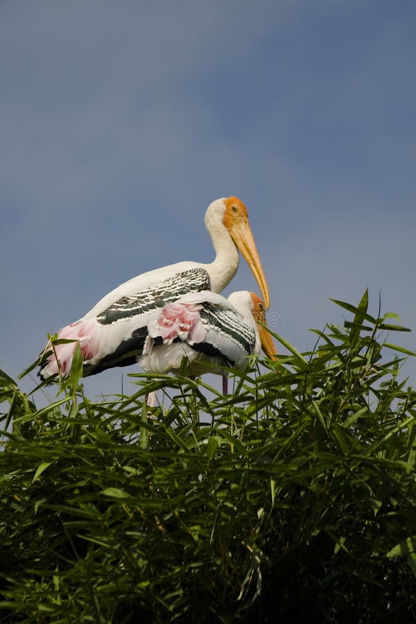 Two painted storks