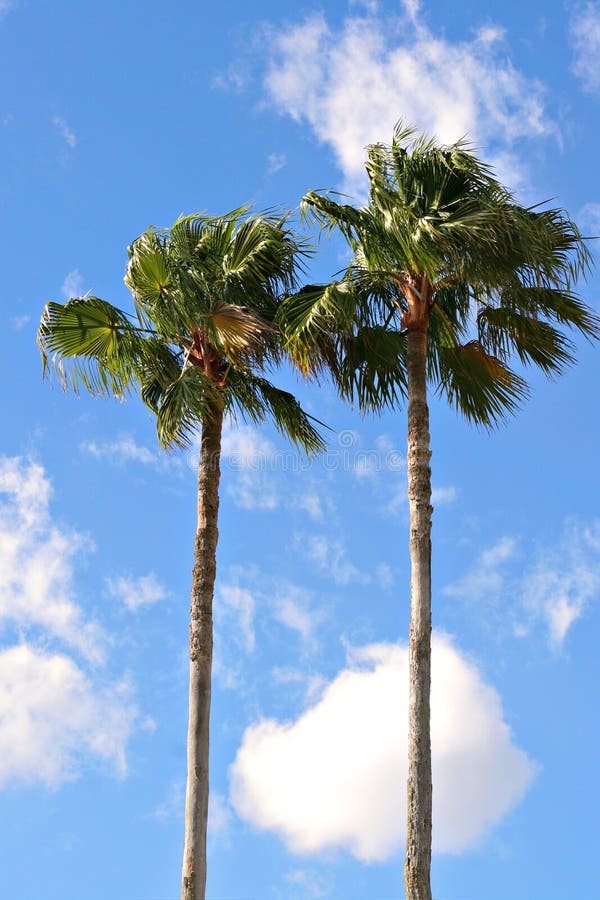Two Palm Trees Royalty Free Stock Photo Image 4423105