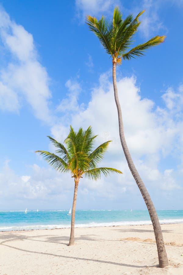 Two Palm Trees On A Sunny Caribbean Beach Stock Photo - Image of water ...