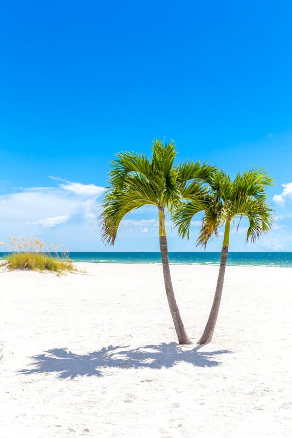 Palm Trees Florida Beach Stock Photos - Download 8,522 Royalty Free Photos