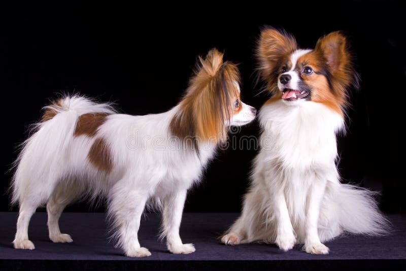 Two papillons