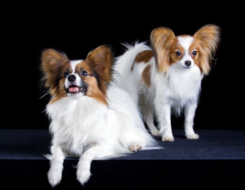 Two papillons