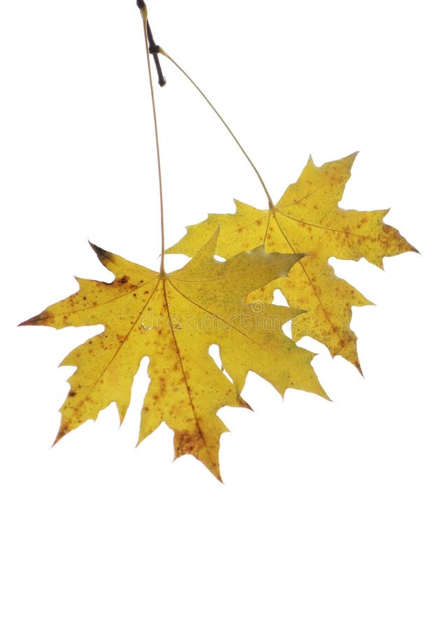 Two parasol tree leaves royalty free stock image