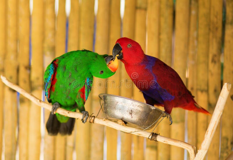 Two parrots on a branch