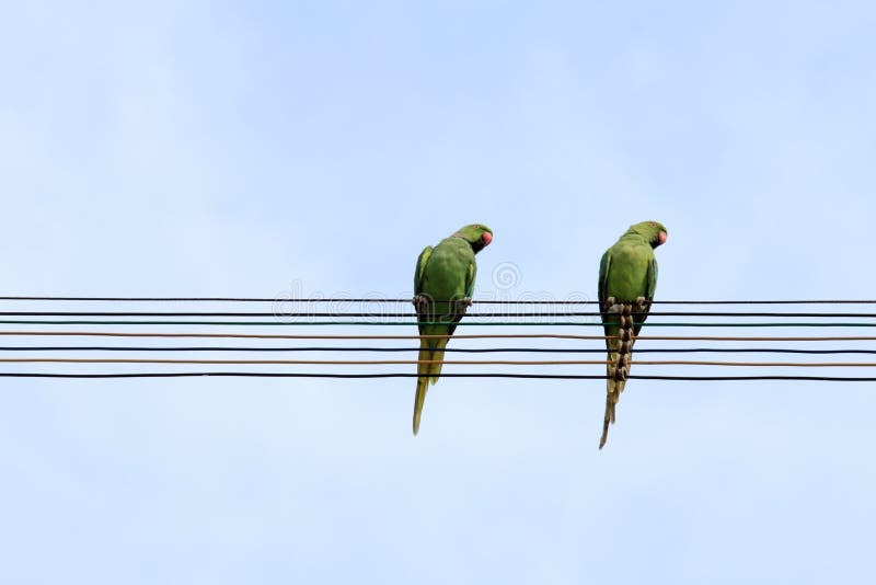 Two Parrots Sit on Electrical Wires Stock Image Image of nature