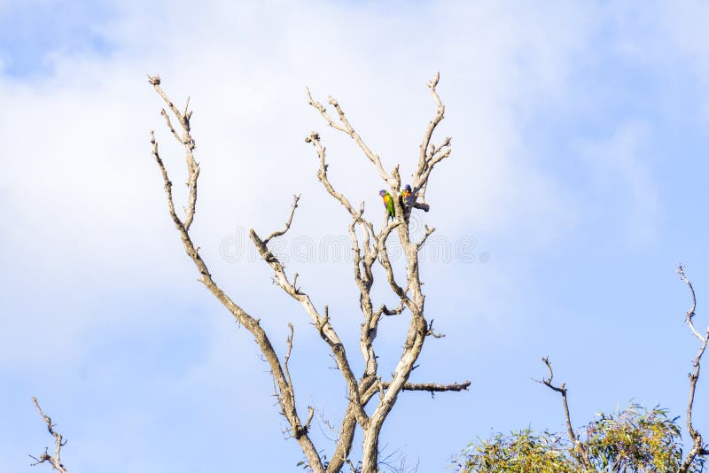 Parrots in a tree just hanging out royalty free stock photography