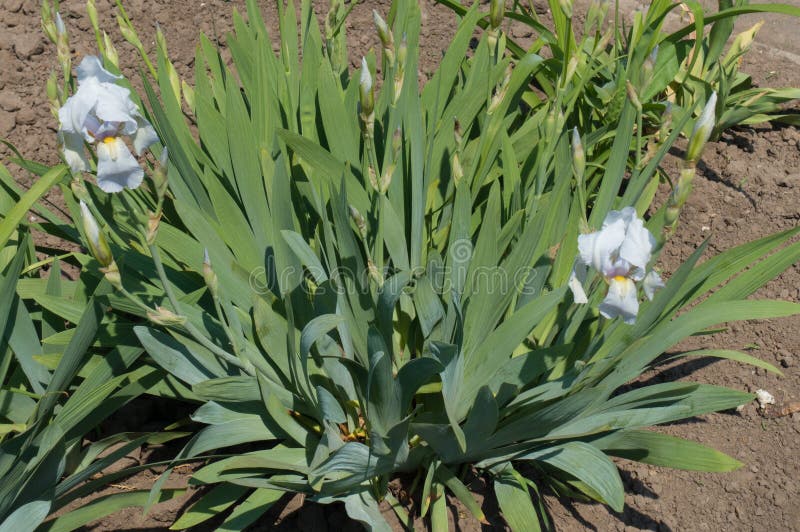 Two pastel light blue flowers of iris stock image Two pastel light blue flowers of iris stock image