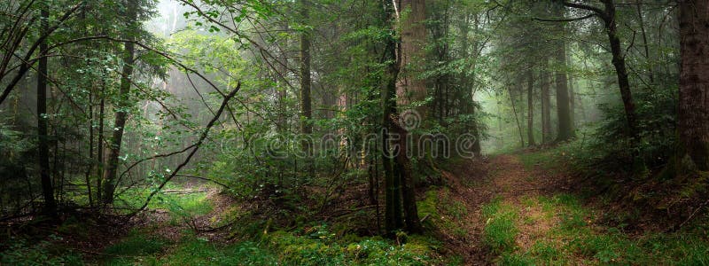Two paths in the forest with fog in panoramic