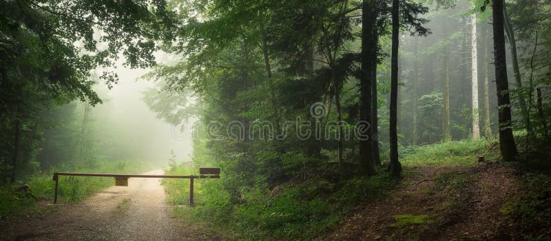 Elige tu aventura - Página 5 Two-paths-forest-fog-panoramic-63832386