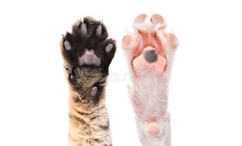 353,700+ Pet Paw Stock Photos, Pictures & Royalty-Free Images - iStock