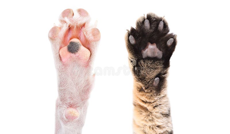Dua cakar anjing dan kucing Stok Gambar Gambar anak kucing - 157994902