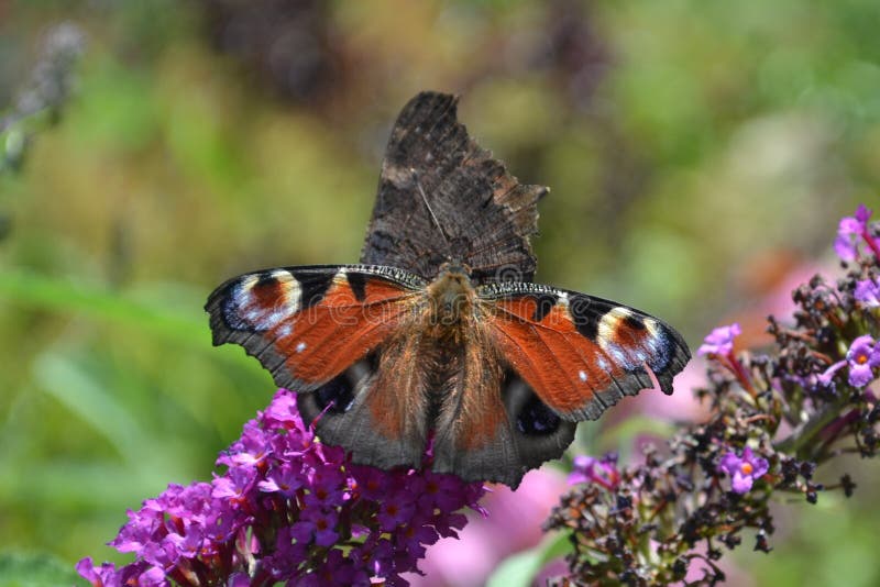 Two Peacock Butterflies on the Flower Stock Photo Image of arthropod