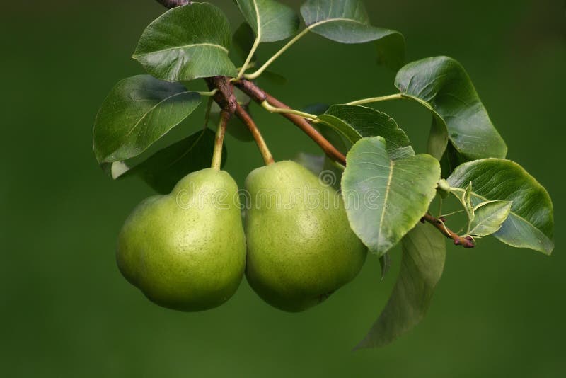 Dos peras sobre el verde.