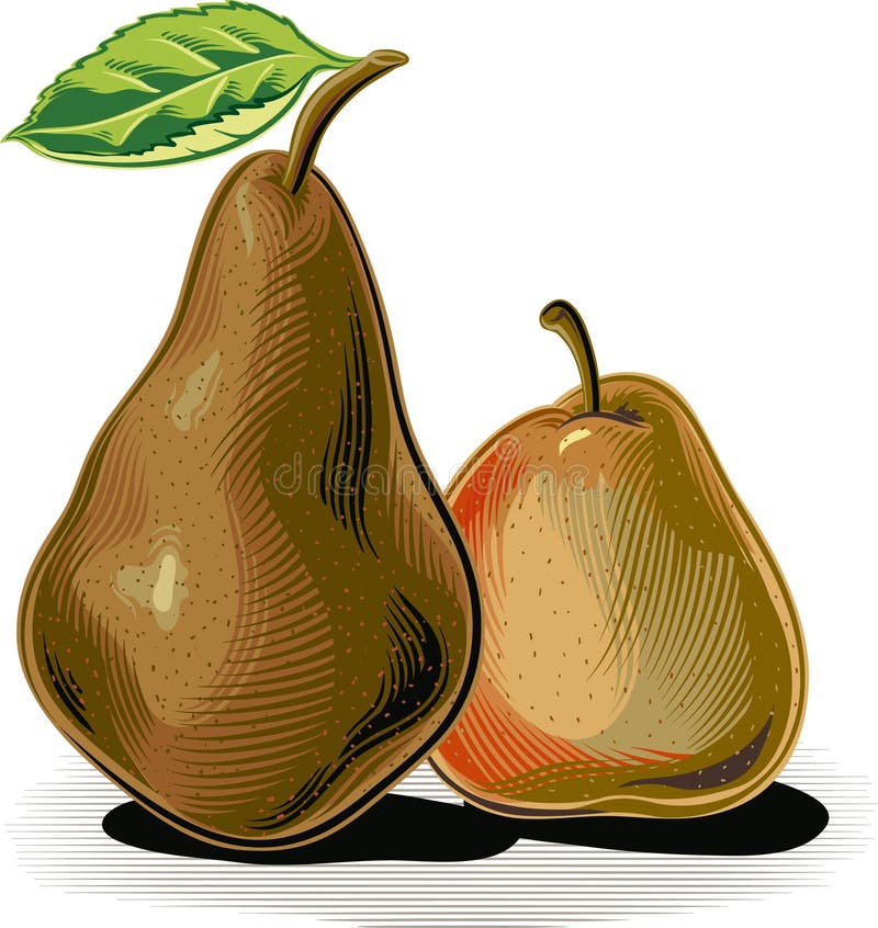 Two Pears Stock Illustrations 639 Two Pears Stock Illustrations