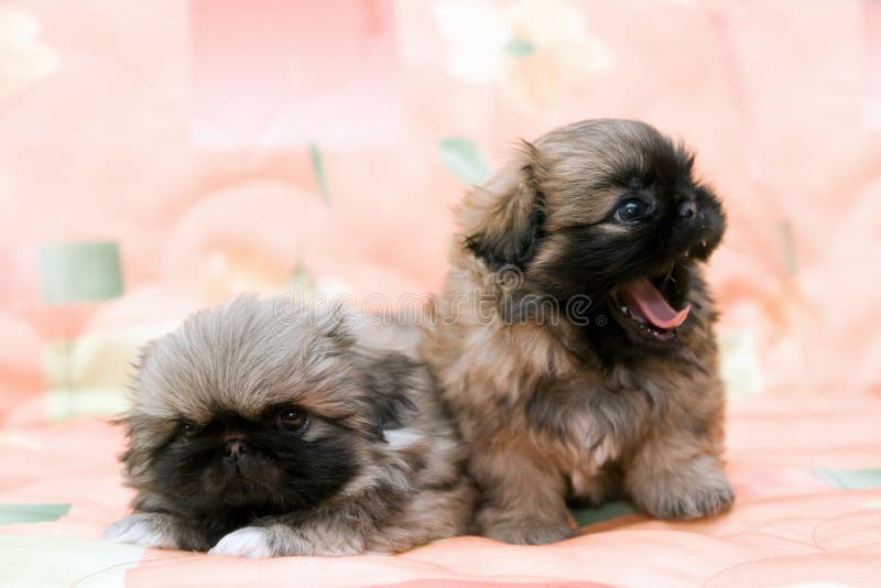 Two pekingese stock photo