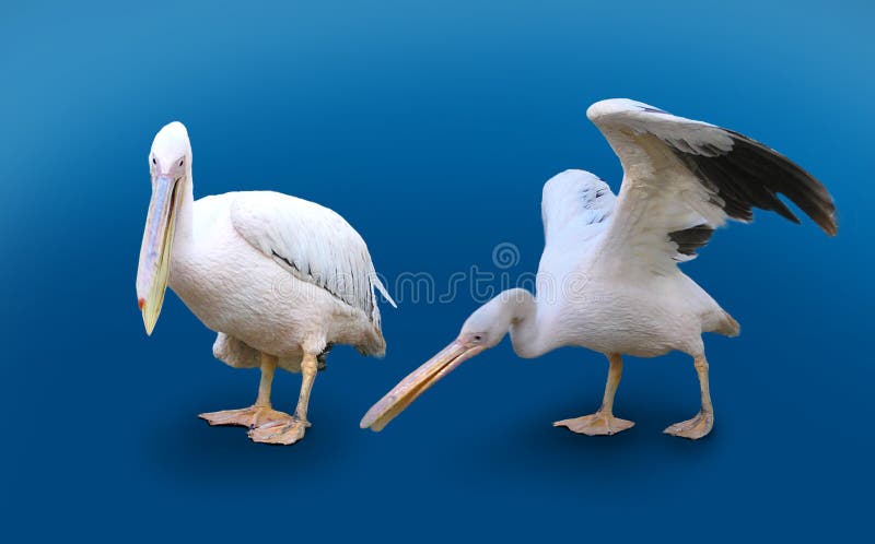 Two Pelicans Isolated On Blue Background