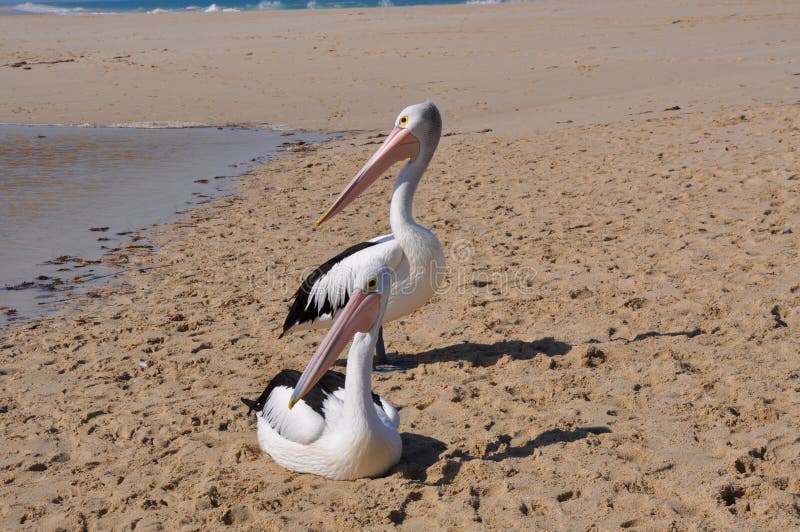 Two Pelicans in Unison stock photo. Image of direction 61936030