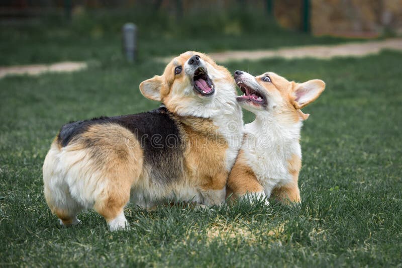 Download Two Pembroke Welsh Corgi Mother And Daughter Are Playing ...