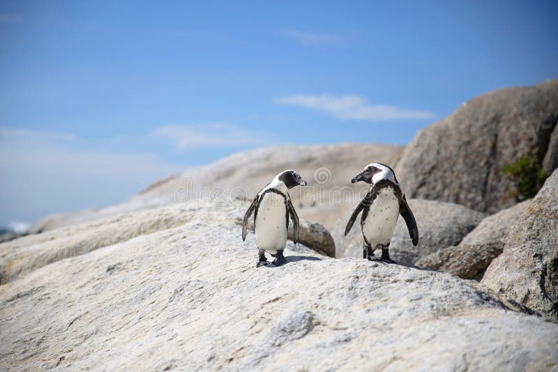 Two penguins in love looking at each other standing on a rock at the sea with blue skies in the background