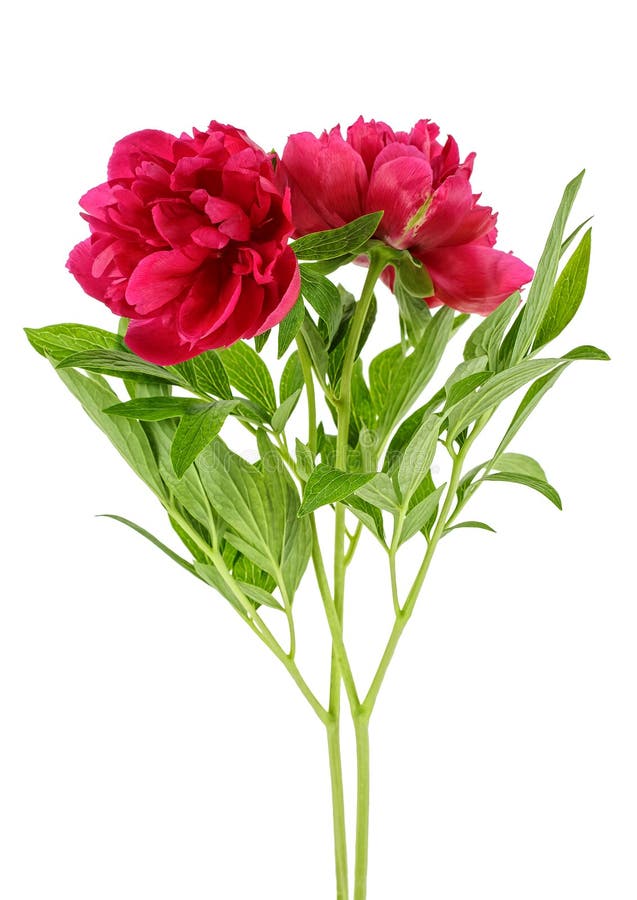 Two Peony Flowers Isolated on White Background, Closeup Stock Photo ...